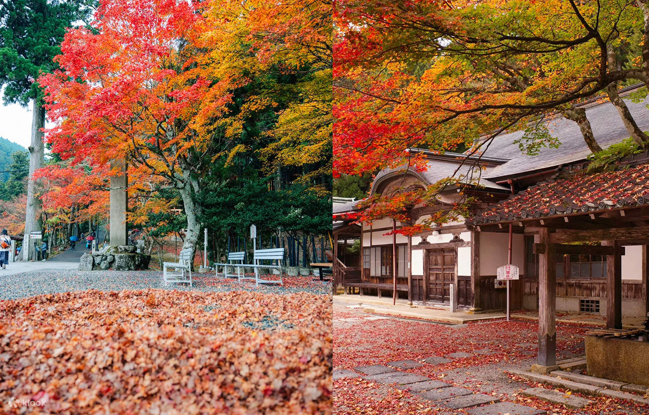 季節の室礼　季節を盛る　言葉を盛る　心を盛る Limited Autumn Foliage Viewing | Hieizan Enryaku-ji Temple